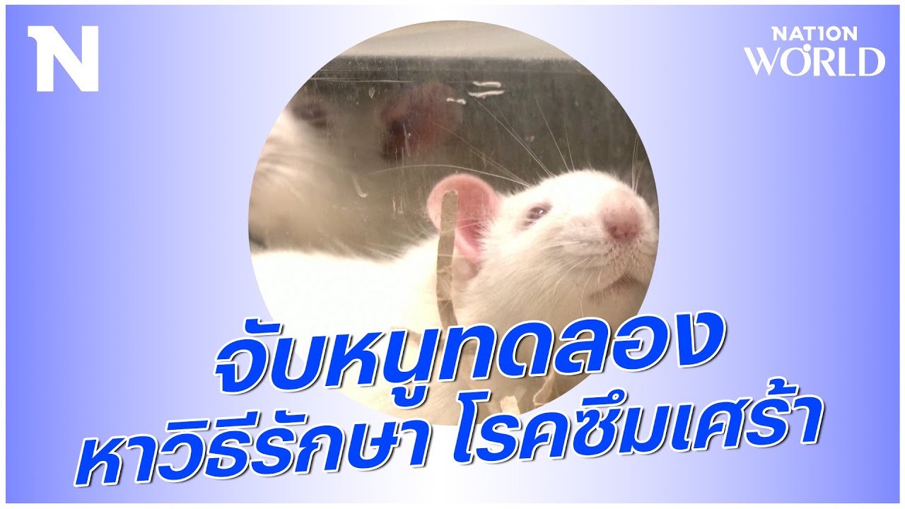 รูปภาพประกอบหัวข้อ ภาพหนูทดลองยา และ ก.ค